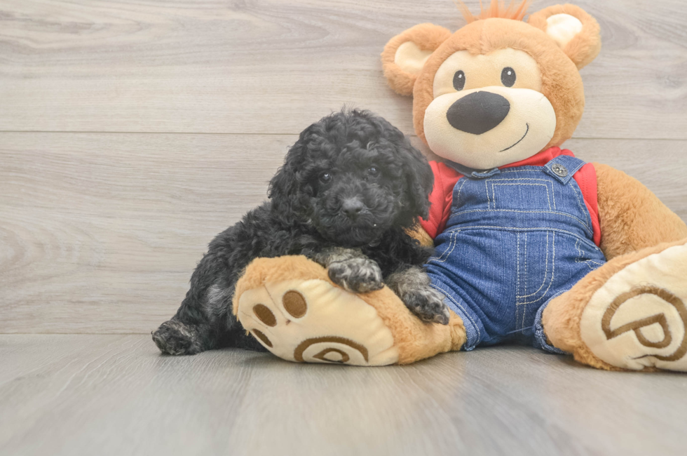 6 week old Poodle Puppy For Sale - Lone Star Pups