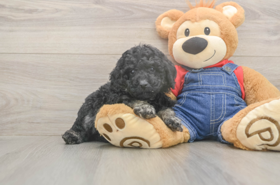 6 week old Poodle Puppy For Sale - Lone Star Pups Hypoallergenic Poodle Baby