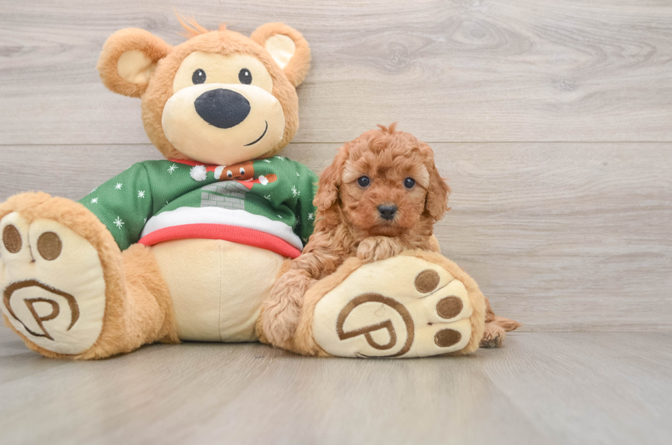 5 week old Poodle Puppy For Sale - Lone Star Pups