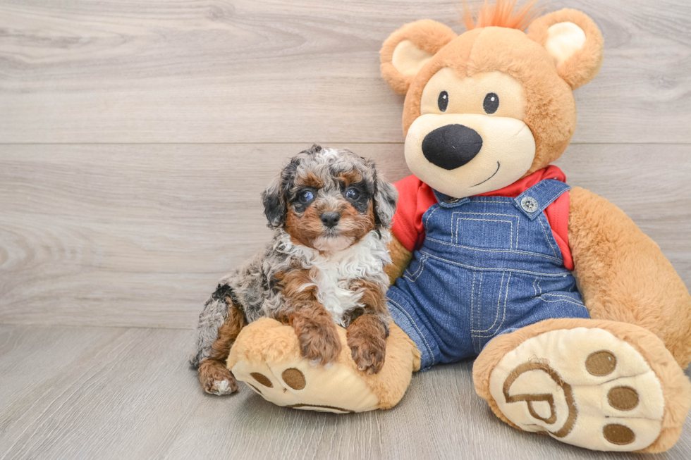Small Poodle Purebred Pup