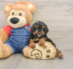 7 week old Poodle Puppy For Sale - Lone Star Pups