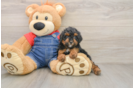 Poodle Pup Being Cute