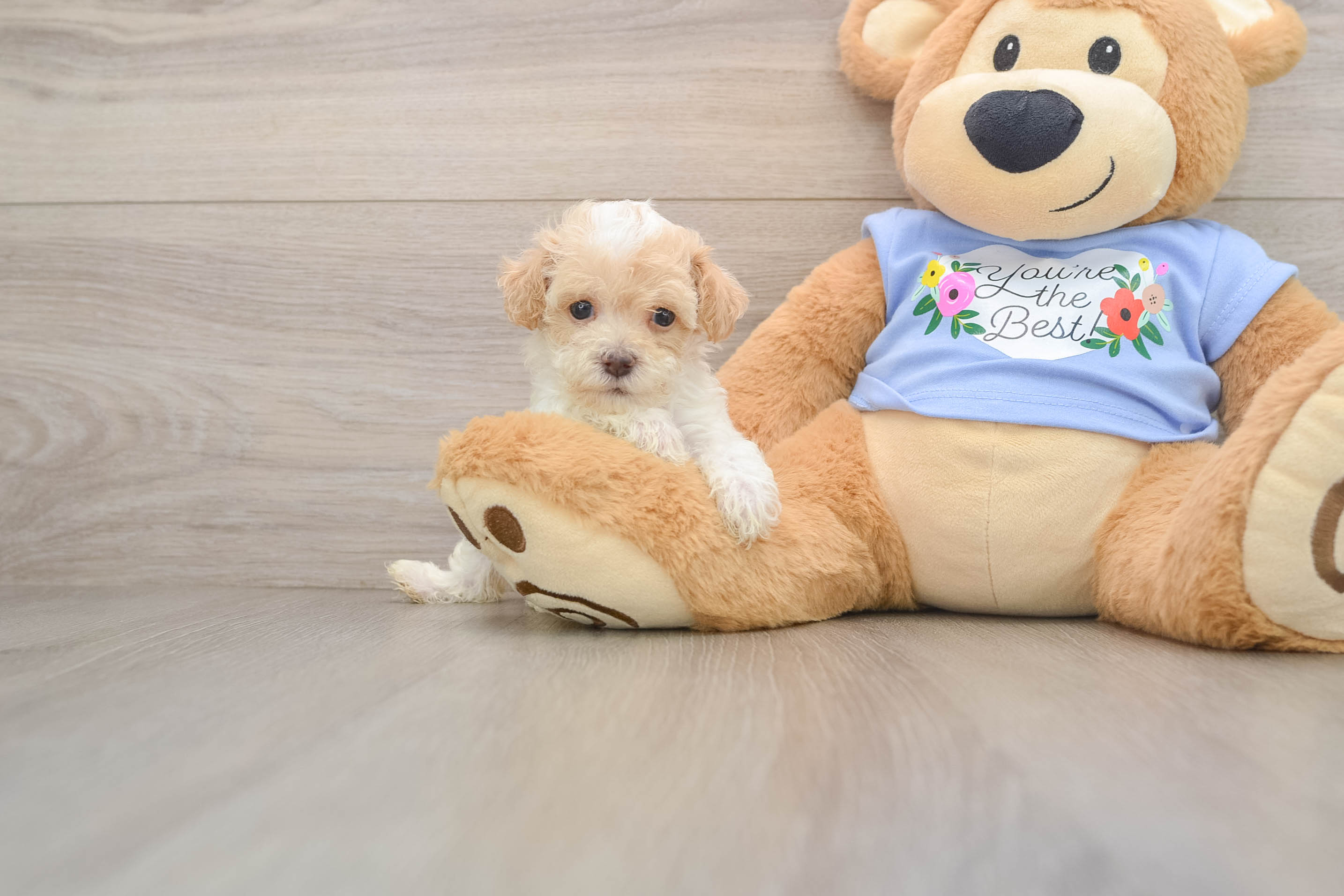 Happy Pudle Purebred Puppy