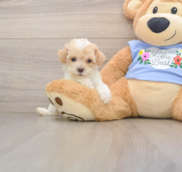 8 week old Poodle Puppy For Sale - Lone Star Pups