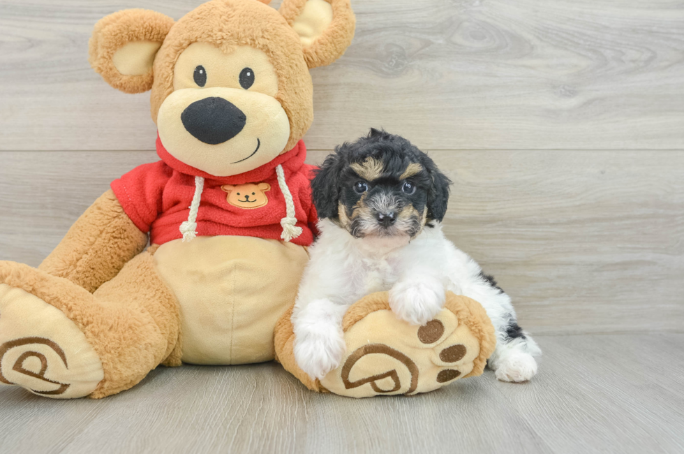 7 week old Poodle Puppy For Sale - Lone Star Pups