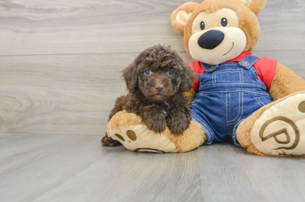 6 week old Poodle Puppy For Sale - Lone Star Pups