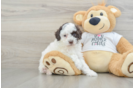 Poodle Puppy for Adoption