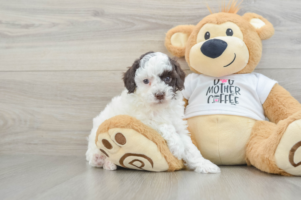 Poodle Puppy for Adoption