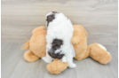 Akc Registered Poodle Baby