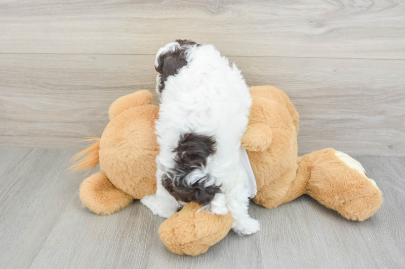 Meet Rufus - our Poodle Puppy Photo 2/3 - Lone Star Pups