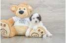 Poodle Puppy for Adoption