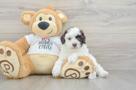 Poodle Puppy for Adoption