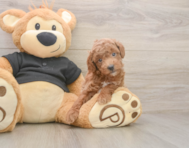 6 week old Poodle Puppy For Sale - Lone Star Pups