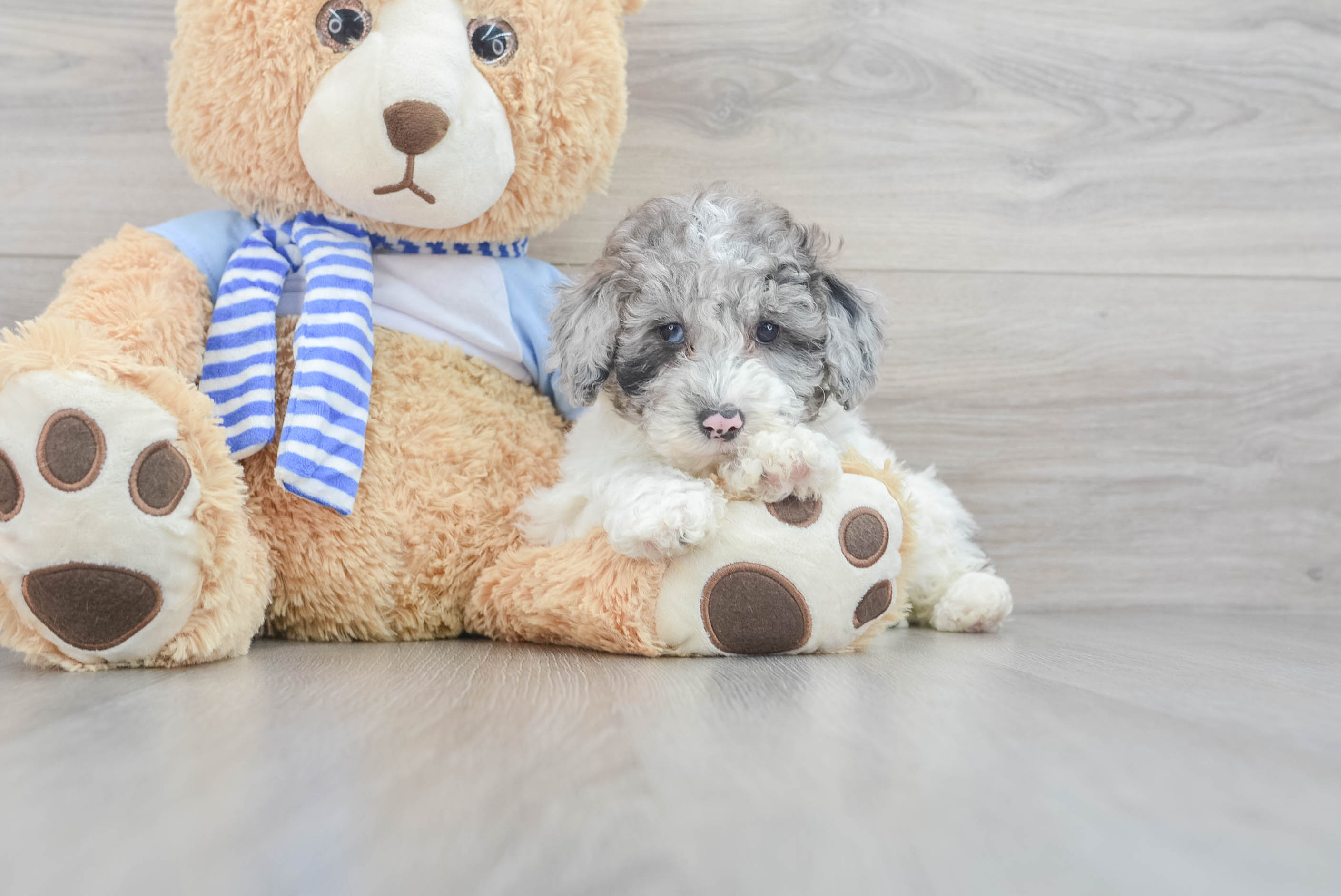 Akc Registered Poodle Purebred Pup