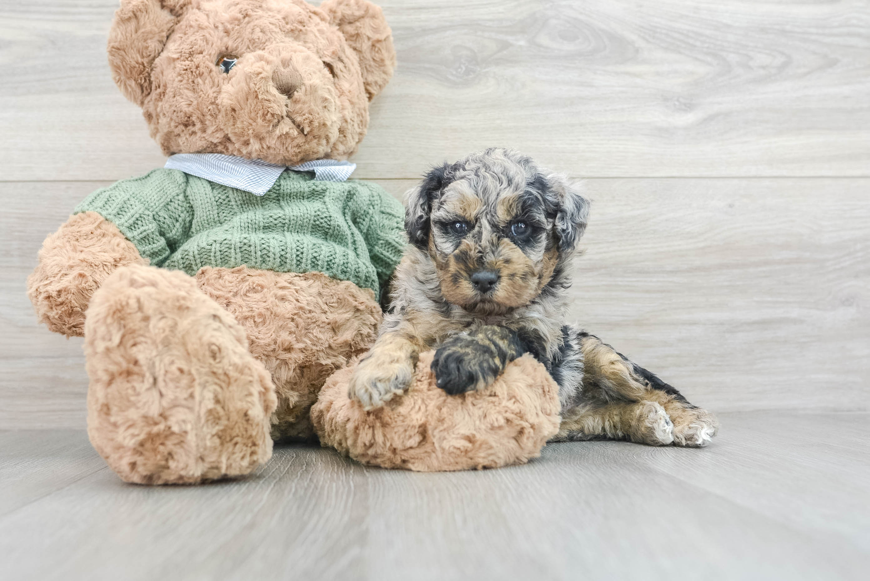 Hypoallergenic Poodle Baby