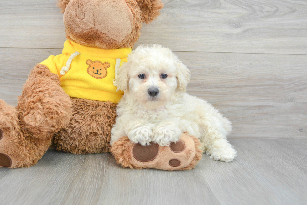 Playful Poodle Purebred Pup