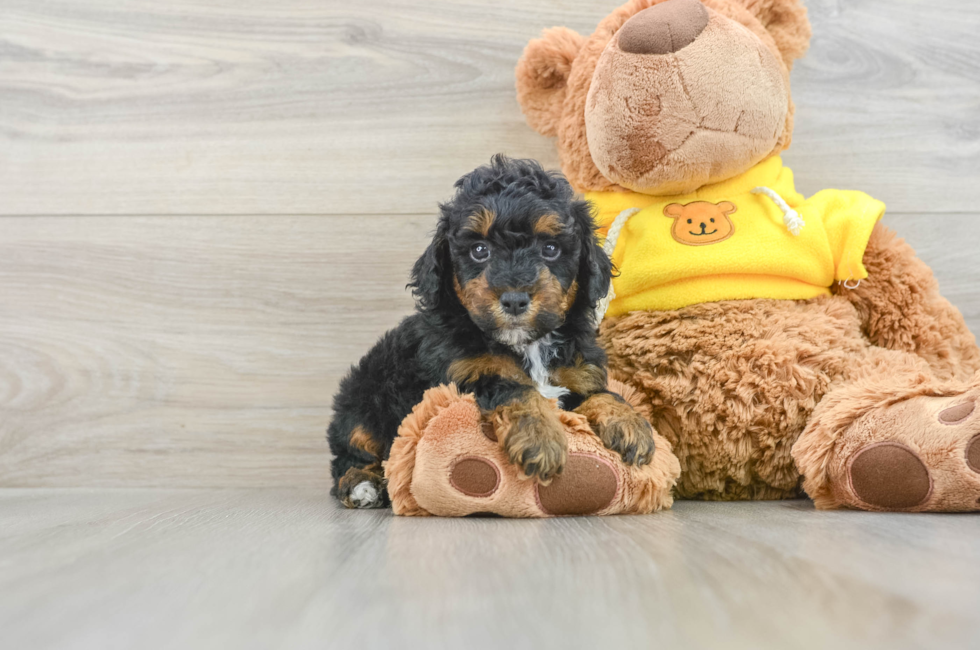 7 week old Poodle Puppy For Sale - Lone Star Pups