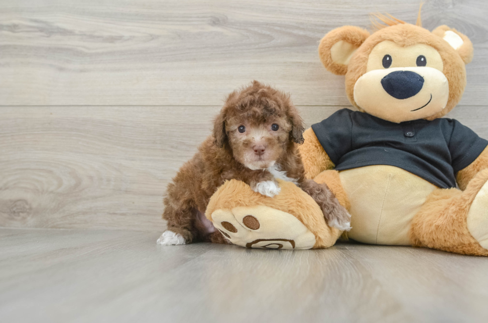 6 week old Poodle Puppy For Sale - Lone Star Pups