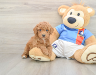 9 week old Poodle Puppy For Sale - Lone Star Pups