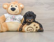 7 week old Poodle Puppy For Sale - Lone Star Pups