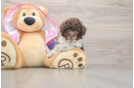 Hypoallergenic Poodle Baby