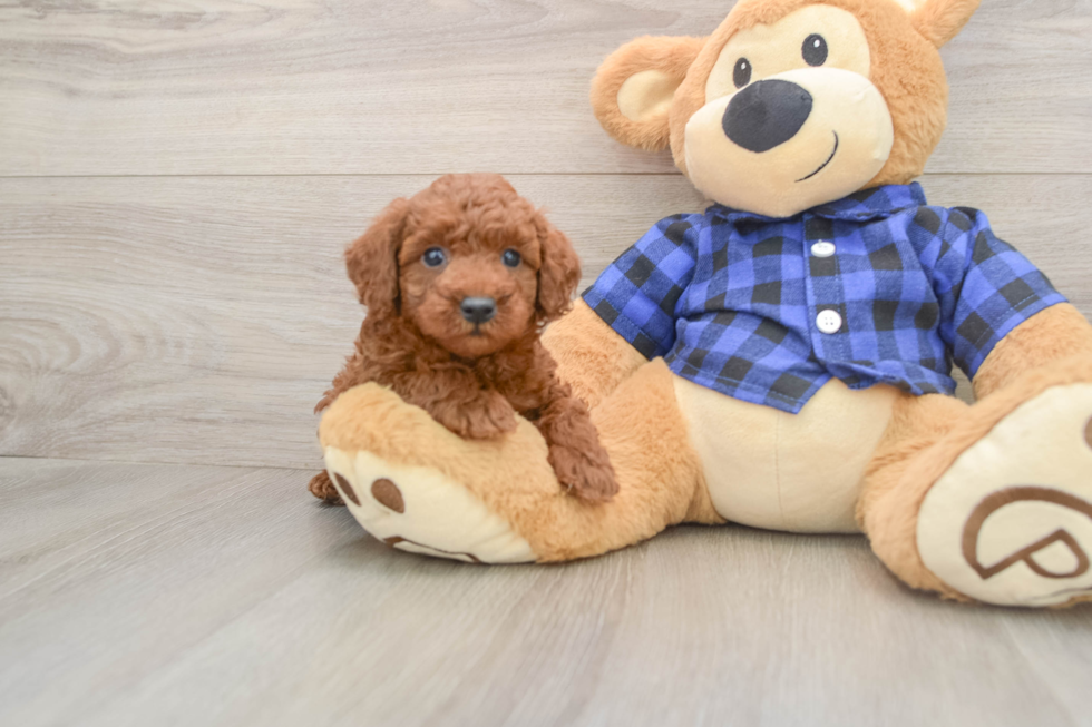 Poodle Pup Being Cute