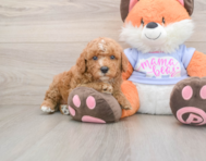 5 week old Poodle Puppy For Sale - Lone Star Pups