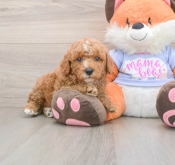 7 week old Poodle Puppy For Sale - Lone Star Pups