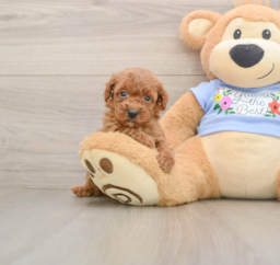 7 week old Poodle Puppy For Sale - Lone Star Pups