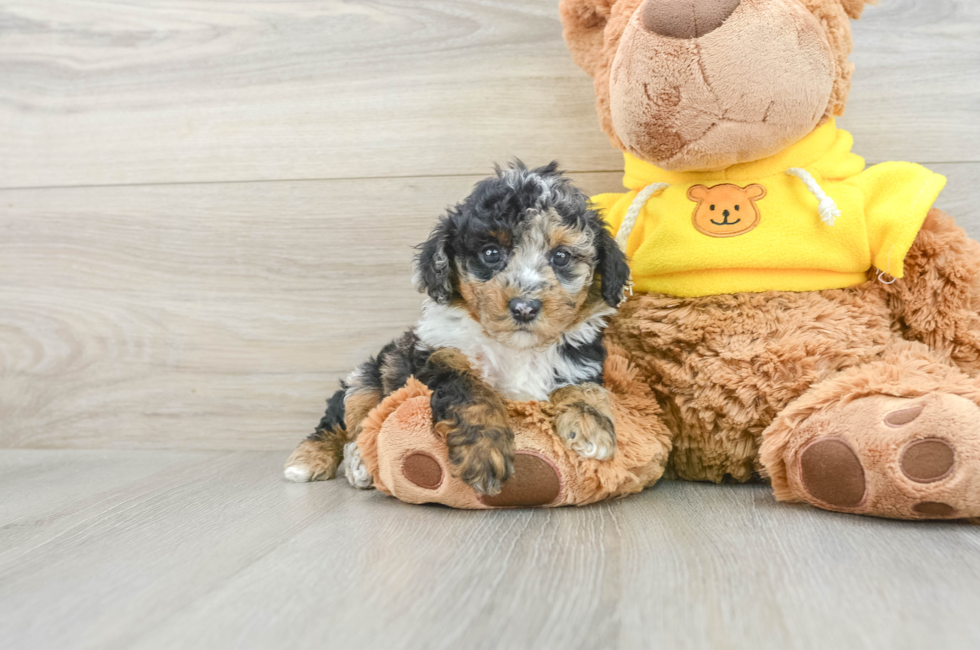 7 week old Poodle Puppy For Sale - Lone Star Pups