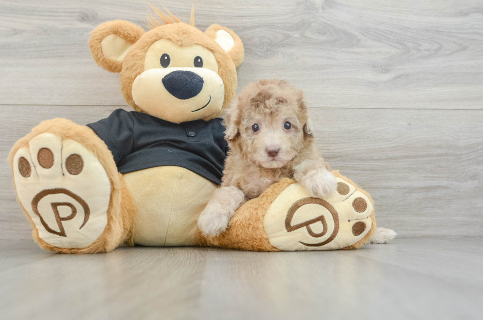 6 week old Poodle Puppy For Sale - Lone Star Pups