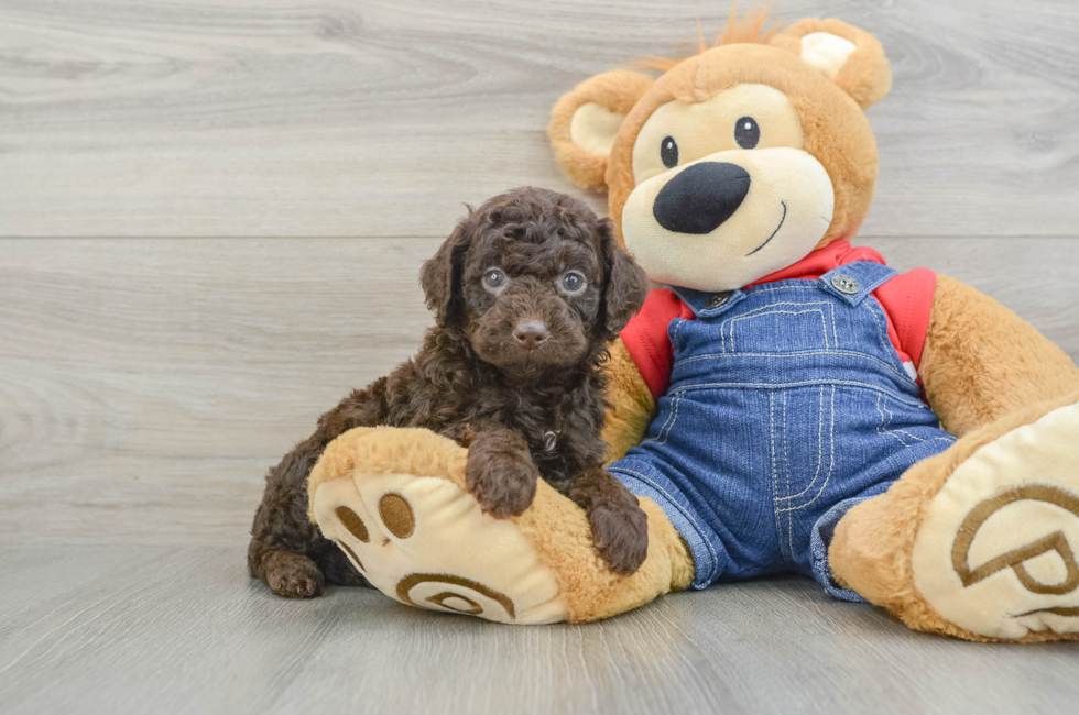 5 week old Poodle Puppy For Sale - Lone Star Pups