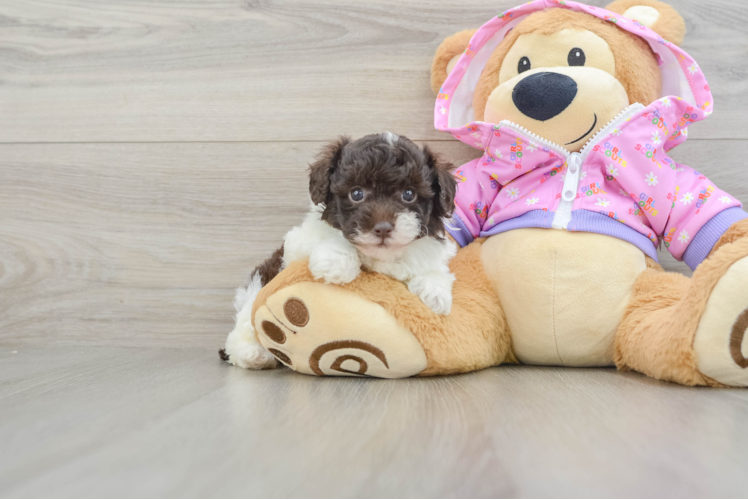 Happy Pudle Purebred Puppy