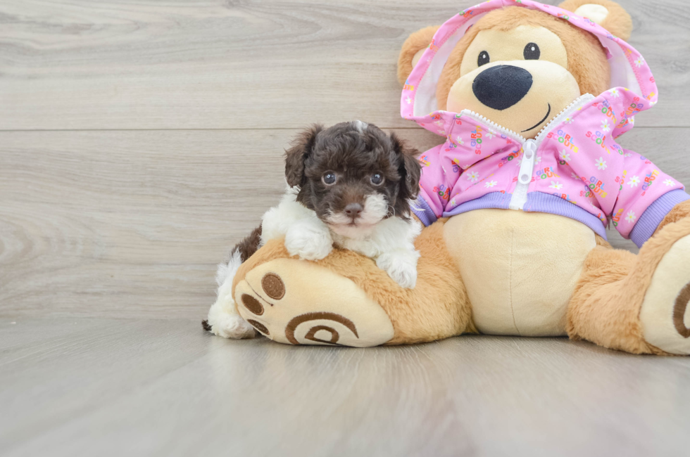 5 week old Poodle Puppy For Sale - Lone Star Pups