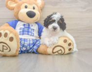 7 week old Poodle Puppy For Sale - Lone Star Pups