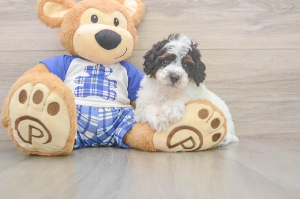 5 week old Poodle Puppy For Sale - Lone Star Pups