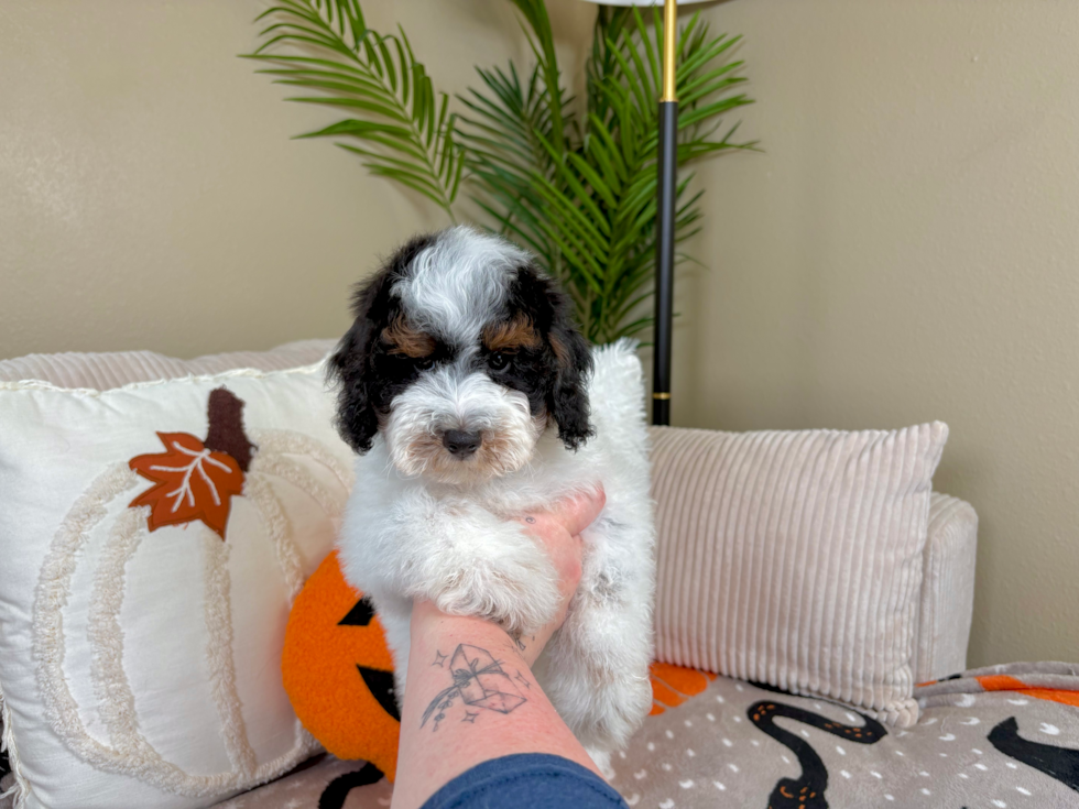Best Poodle Baby