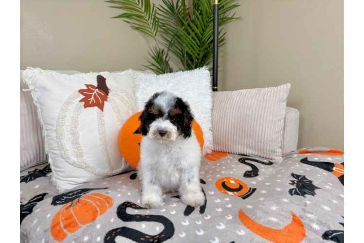Poodle Pup Being Cute