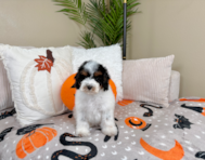 10 week old Poodle Puppy For Sale - Lone Star Pups