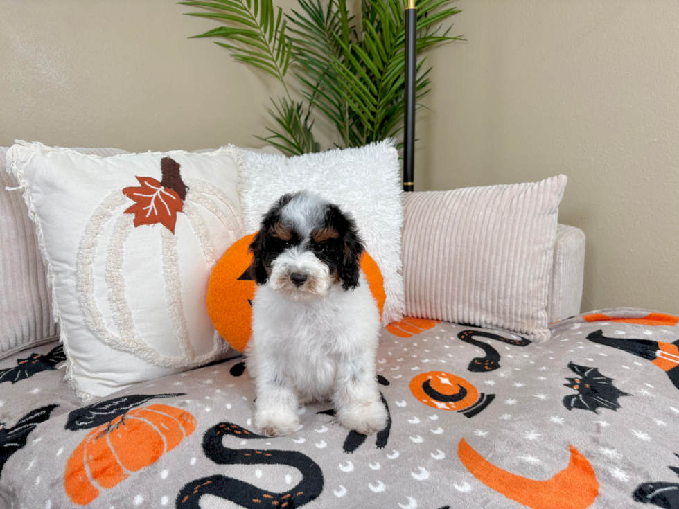 Poodle Pup Being Cute