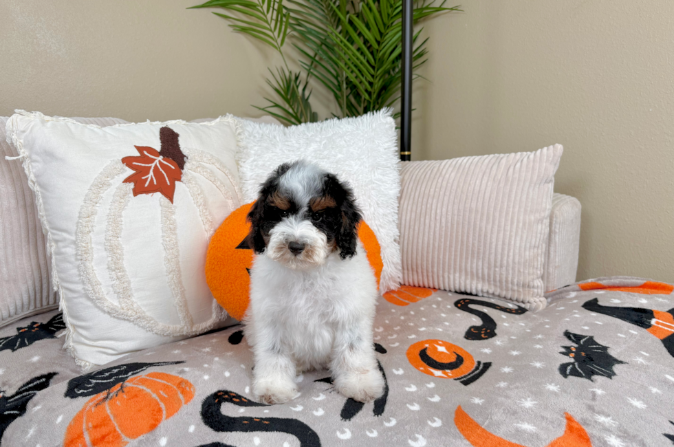 10 week old Poodle Puppy For Sale - Lone Star Pups