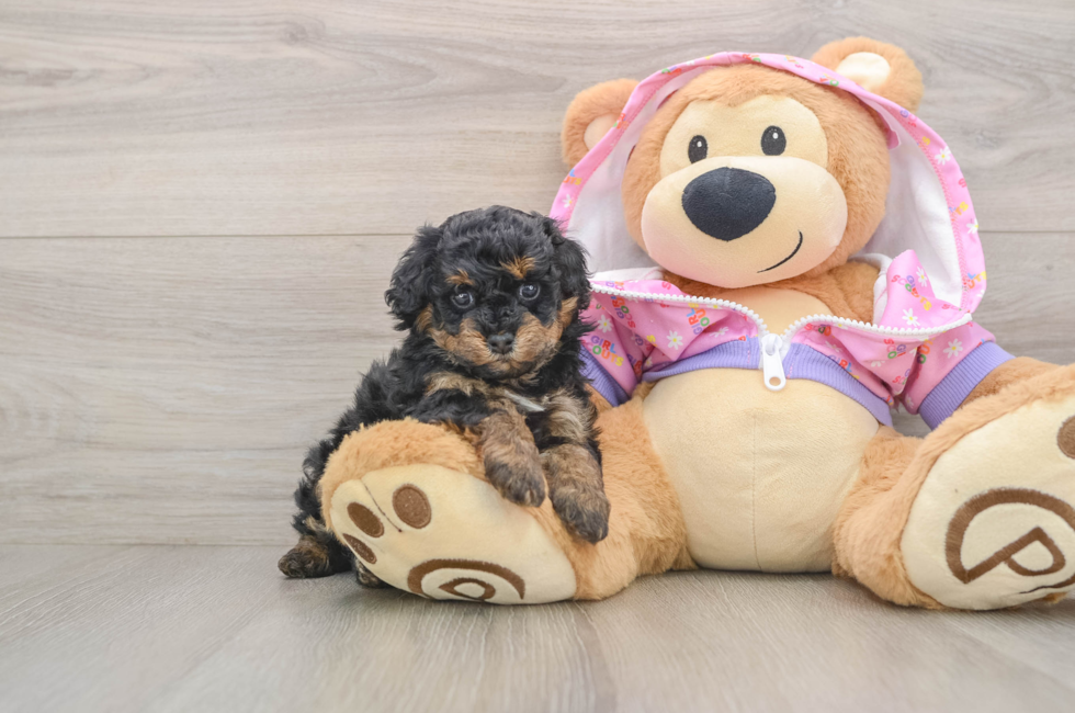 5 week old Poodle Puppy For Sale - Lone Star Pups