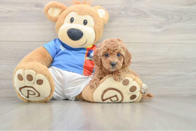 Poodle Pup Being Cute