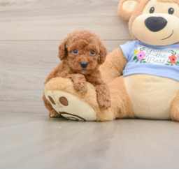7 week old Poodle Puppy For Sale - Lone Star Pups