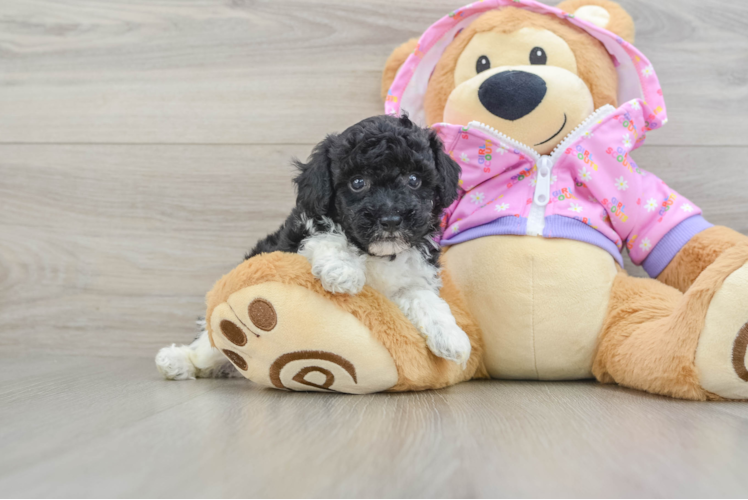 Poodle Pup Being Cute
