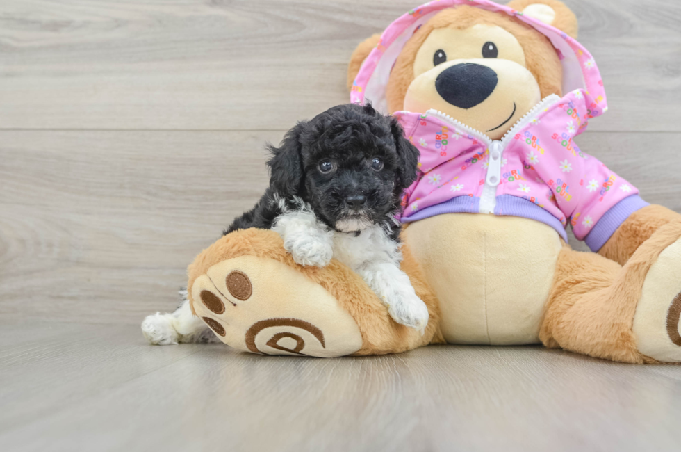 5 week old Poodle Puppy For Sale - Lone Star Pups