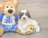 7 week old Poodle Puppy For Sale - Lone Star Pups