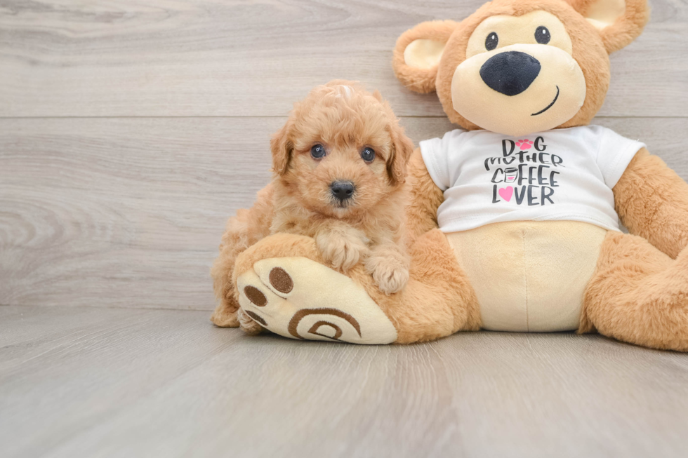 Akc Registered Poodle Baby