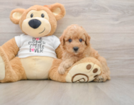 7 week old Poodle Puppy For Sale - Lone Star Pups