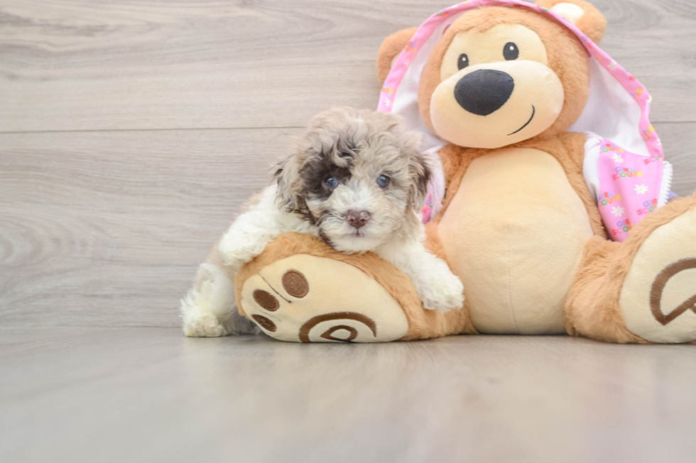 Friendly Poodle Baby